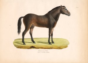 Krullendharig paard