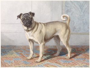 Portret van de mopshond van de familie Vom Rath