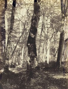 Studie in het Barbizon-bos, 1860-69 door Constant Alexandre Famin