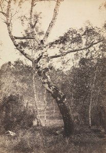 Studie van een Berkenboom, Barbizon