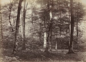 Zonder titel (Het bos van Fontainebleau) door Constant Alexandre Famin