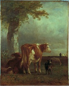 Koeien in de Weide
