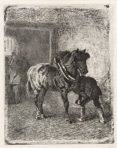 Paard krijgt hoefijzers in een smederij