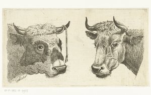 Kop van stier met touw aan horen en kop van koe