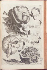 Gehoornde Sinaasappel, plaat 409 uit "Hesperides sive de Malorum Aureorum Cultura et Usu Libri Quatuor" door Giovanni Battista Ferrari, 1646