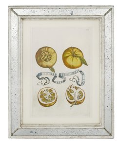 Sinaasappels, plaat 405 uit "Hesperides sive de Malorum Aureorum Cultura et Usu Libri Quatuor" door Giovanni Battista Ferrari, 1646