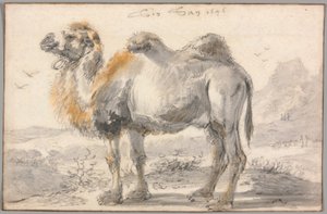 Een Kameel