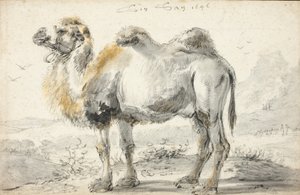 Een kameel