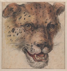 De kop van een luipaard door Cornelis Saftleven