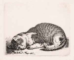 Slapende Kat, ca. 1607-81 door Cornelis Saftleven