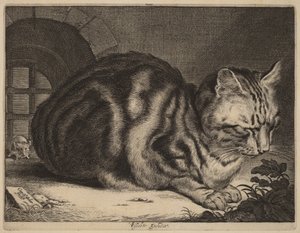 De grote kat door Cornelis Visscher