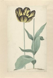 De tulp Bizard Catafalque