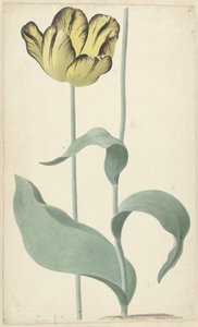 De tulp Bizard Louis d