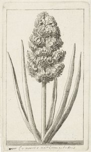 Hyacint door Cornelis van Noorde