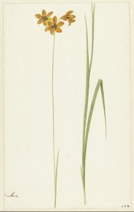 Ixia door Cornelis van Noorde