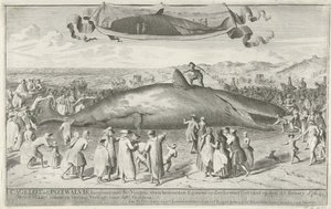 Potvis gestrand bij Egmond aan Zee, 1764 door Cornelis van Noorde