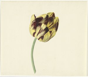 Tulp genaamd Bizard Pontifex Romanus door Cornelis van Noorde