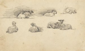 Studie van schapen door Cornelius Varley