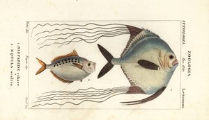 Afrikaanse pompano, Alectis ciliaris, Blepharis ciliaris, Blefaride ciliare en ponyvis, Poulain ruse, Leiognathus equulus door Corsi Corsi