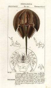 Atlantische degenkrab, Limulus polyphemus