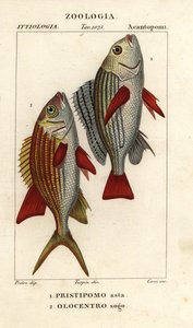 Gestreepte grunt, Pomadasys furcatus 1, en eekhoornvis, Holocentrus ascensionis 2