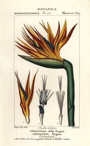 Paradijsvogelbloem, Strelitzia reginae