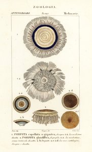 Blauwe knoop, Porpita porpita door Corsi Corsi