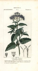 Vlindernevel, Ageratum corymbosum door Corsi Corsi