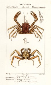 Draagkrab en dorripd krab door Corsi Corsi