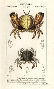 Ronde krab en zwemkrab door Corsi Corsi
