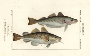 Kabeljauw, Gadus morhua, en wijting, Merlangius merlangus door Corsi Corsi