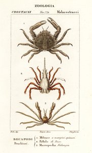 Koraalkrab, pijlpuntkrab en Leach