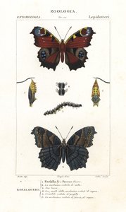 Dagpauwoog, Aglais io