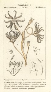 Uitgestorven crinoïde Encrinus, Encrino d