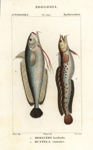 Baardvis, Phycis phycis 1 en vijfbaardvis, Ciliata mustela