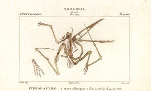 Fossiel skelet van een uitgestorven pterodactyl, Pterodactylus antiquus
