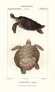 Groene zeeschildpad, Chelonia mydas Bedreigd