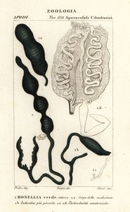 Groene lepelworm, Bonellia viridis