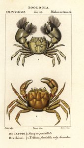 Hemigrapsus penicillatus en Potamon fluviatile door Corsi Corsi