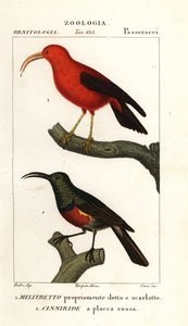 Iiwi en grotere dubbelgekraagde zonnevogel