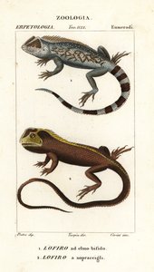 Lierkop hagedis, Lyriocephalus scutatus en duikhagedis of mophead leguaan, Uranoscodon superciliosus door Corsi Corsi