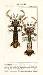 Bidsprinkhaankreeft, Lysiosquilla scabricauda