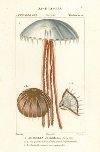 Maankwal, Aurelia crenulata door Corsi Corsi