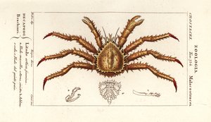 Noorse koningskrab, Lithodes maja
