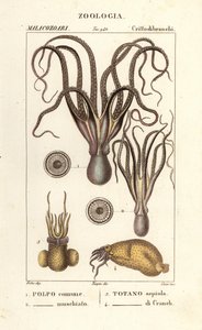 Octopus en inktvissoorten door Corsi Corsi