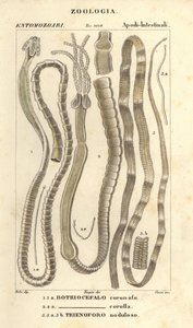 Parasitaire wormen en lintwormen