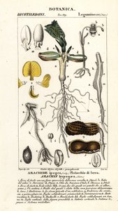 Pinda of aardnoot, Arachis hypogaea door Corsi Corsi