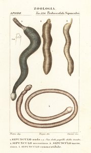 Pindawormen, Sipunculus nudus 1, Siphonosoma cumanense 4, enz. door Corsi Corsi