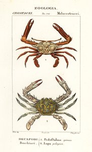 Periscoopkrab en bloemkrab