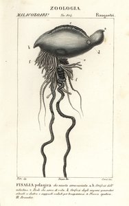 Portugese oorlogsschip, Physalia physalis